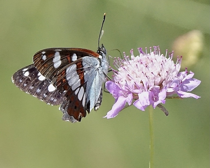 southern white admiral